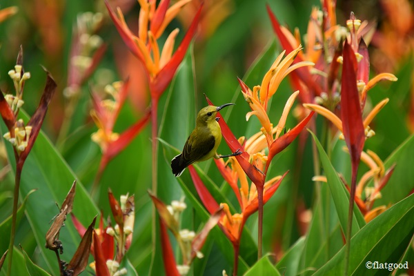 olive-backed sunbird (female)